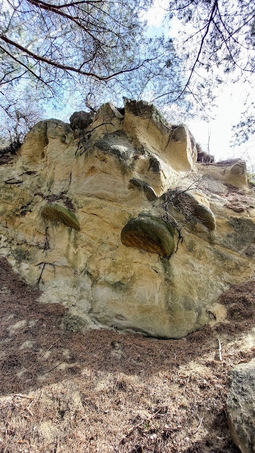Mushrooms of Odaile