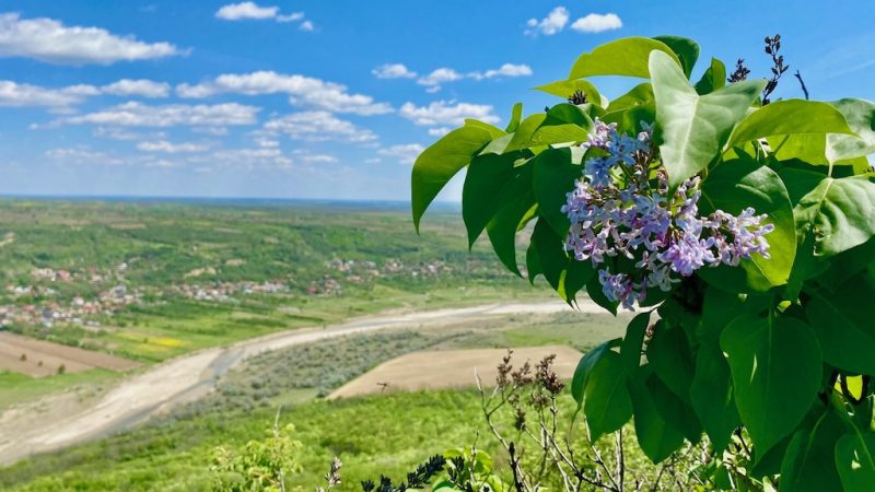 Lilac Hill (Dealul cu Lilieci)