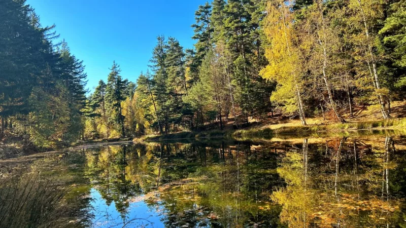 Bisoca Lakes Forest