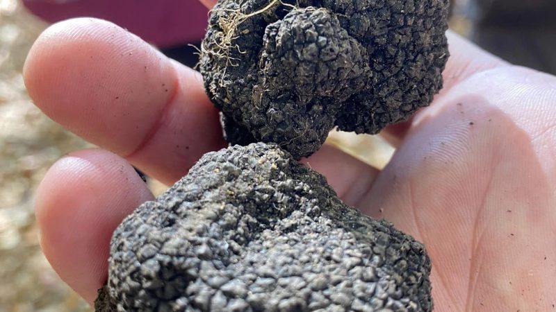 Truffle hunting